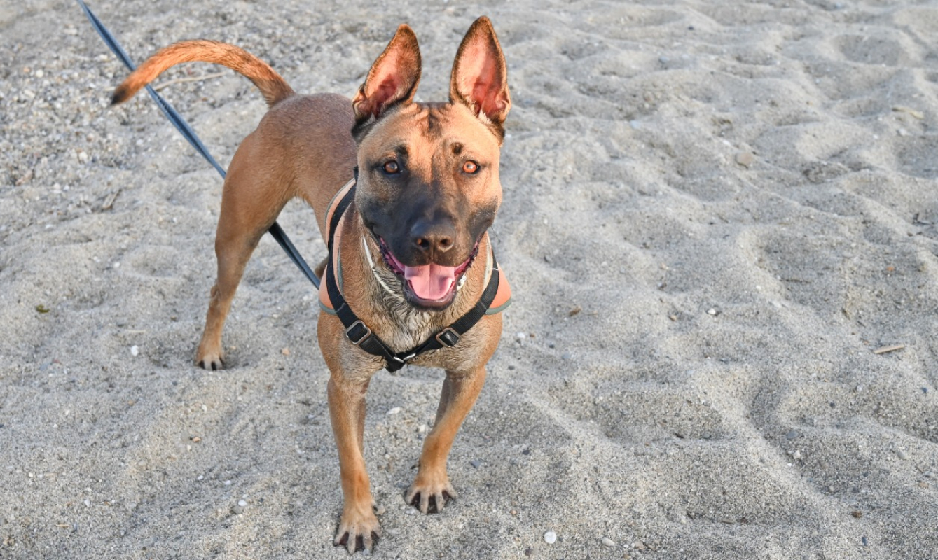 Riley - Chien à adopter - photo 4