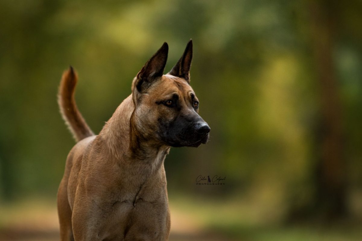 Riley - Chien à adopter