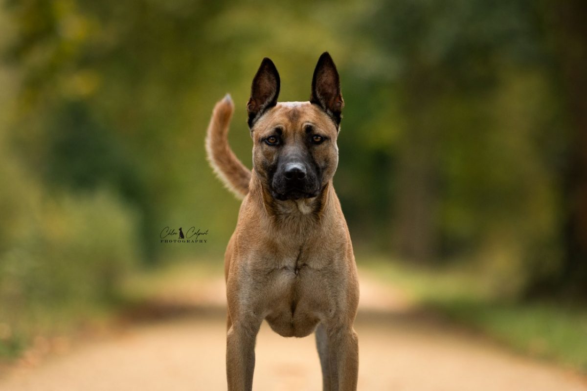 Riley - Chien à adopter - photo 3