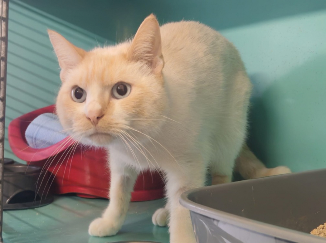 Photo de Minou diesel