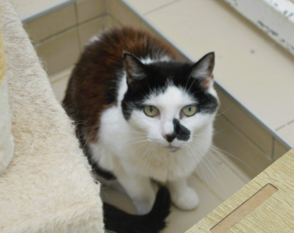 Cannelle - Chat Européen à adopter