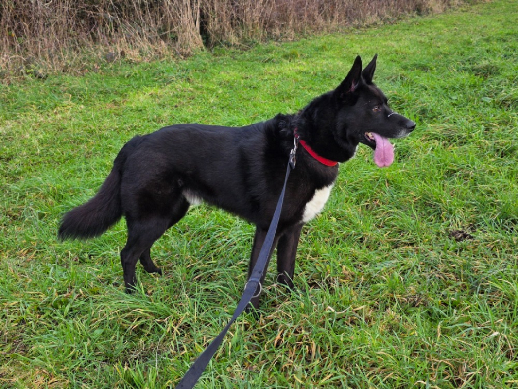 Photo #3 de Baloo