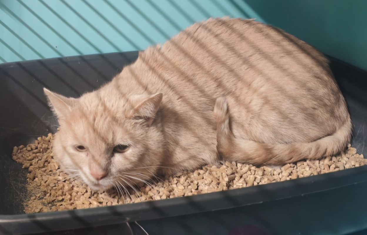 Photo de Ferhy le paume