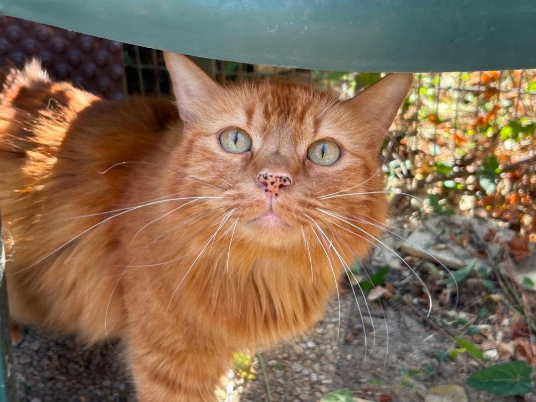 Ruby - Chat Européen à adopter