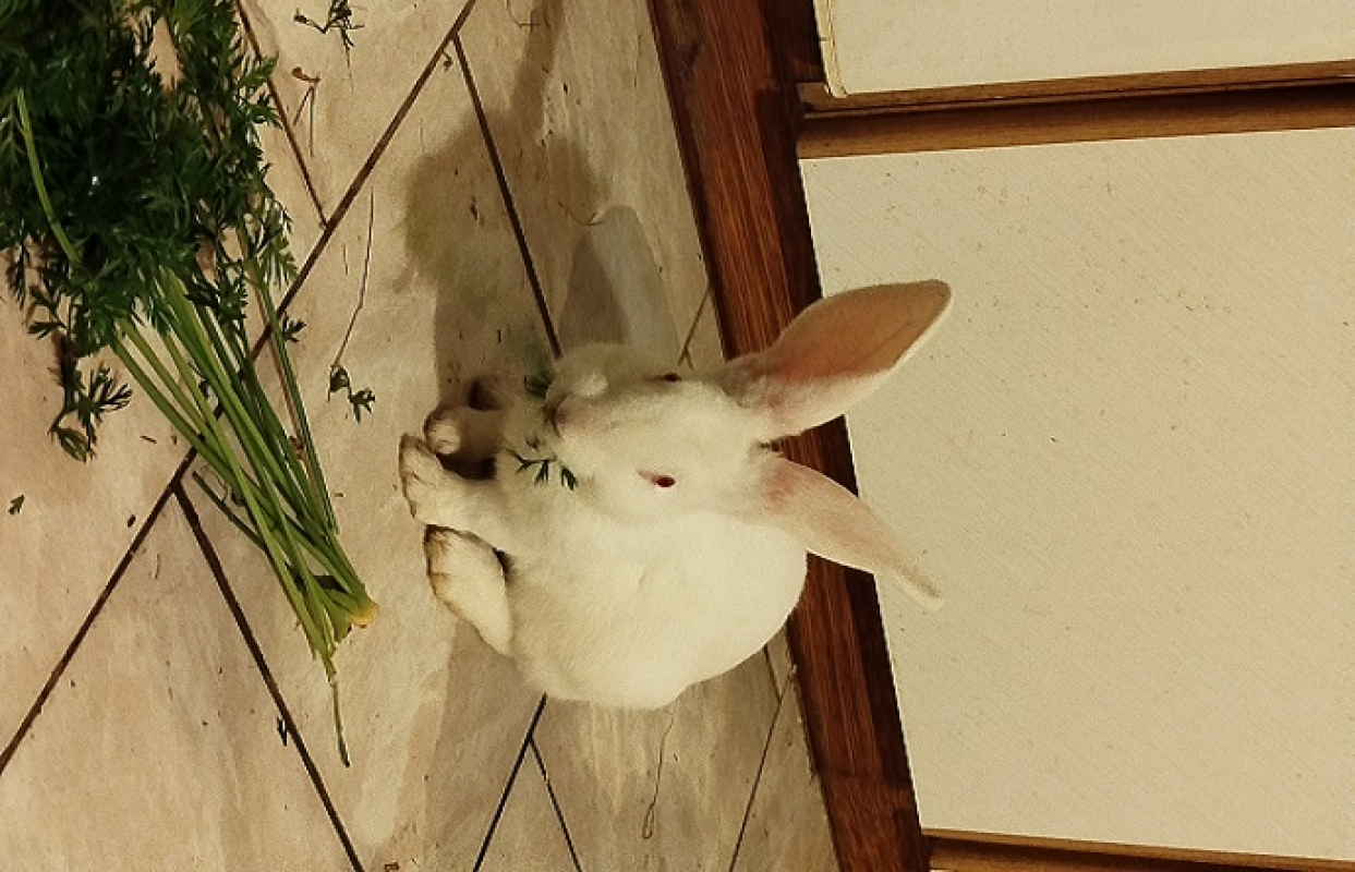 Photo #2 de Robinson