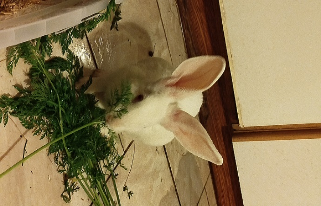 Photo #4 de Robinson