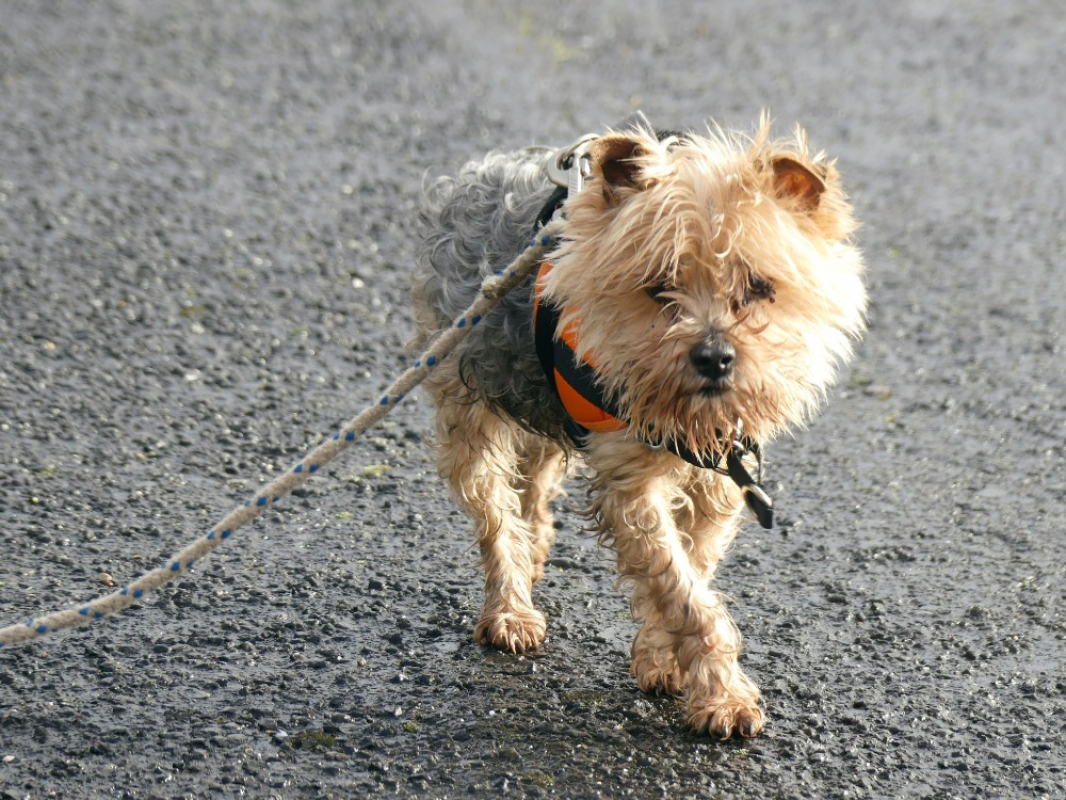 Photo #1 de Hyona réservé