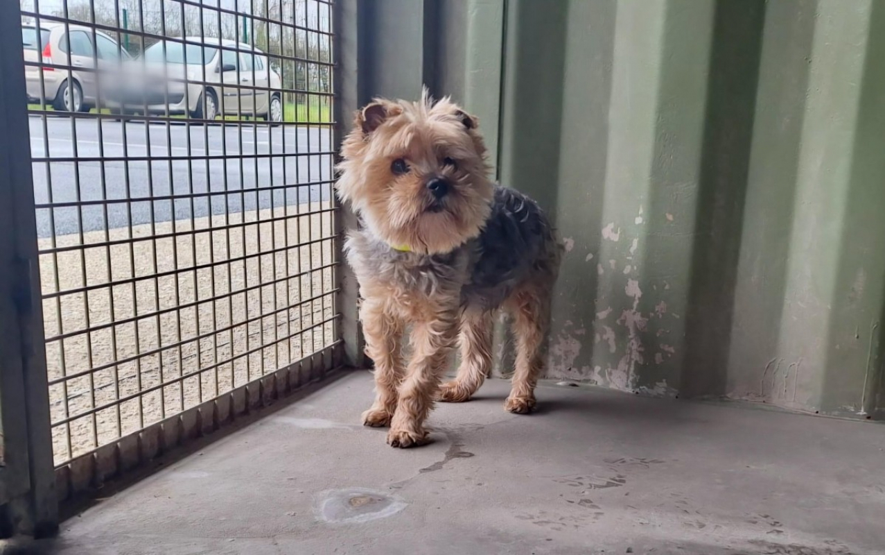 Photo #2 de Hyona réservé