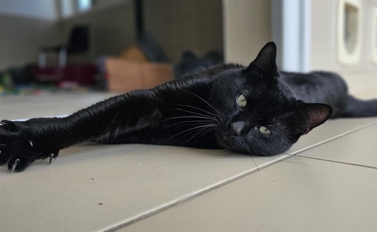 Photo #1 de Reglisse