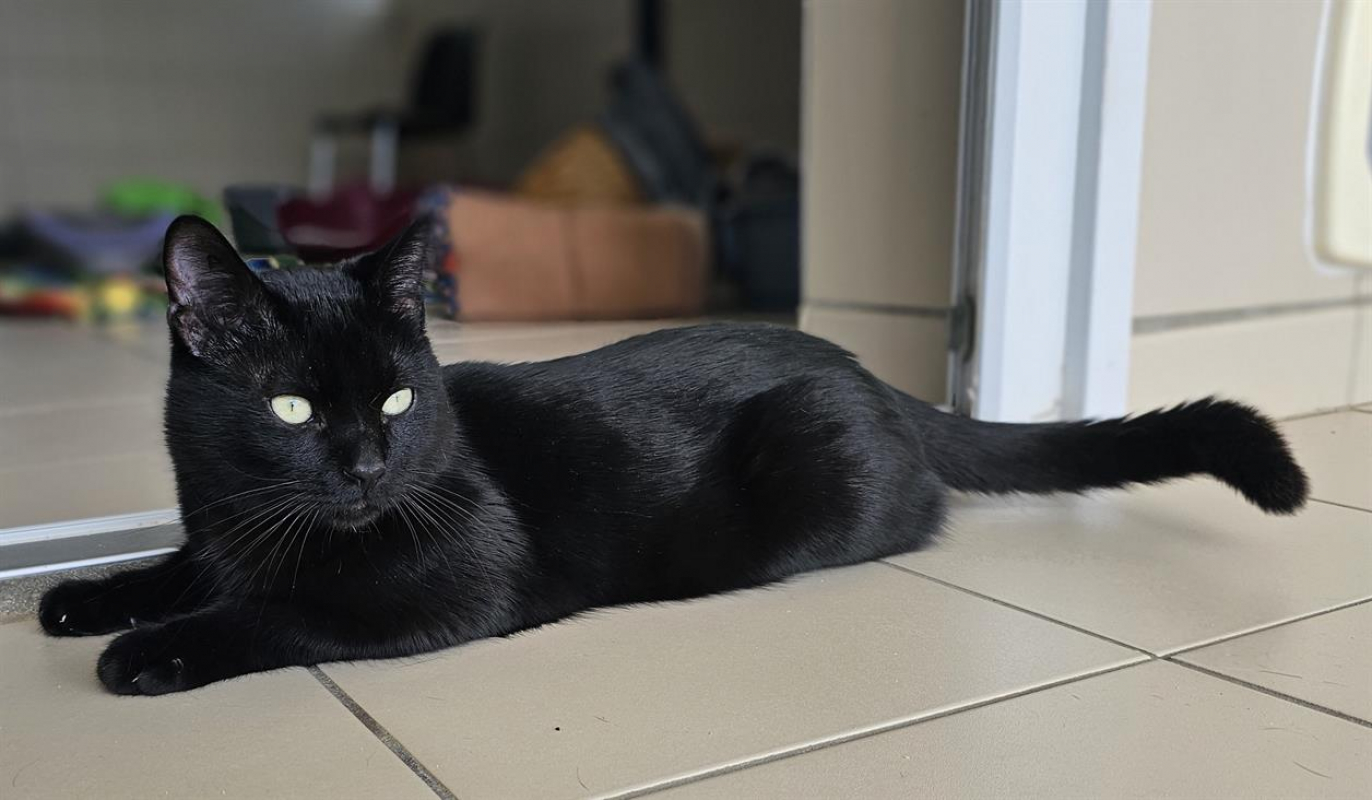 Photo #2 de Reglisse