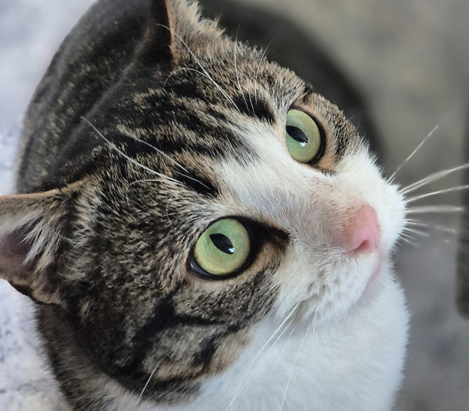 Photo #1 de Forrest gump