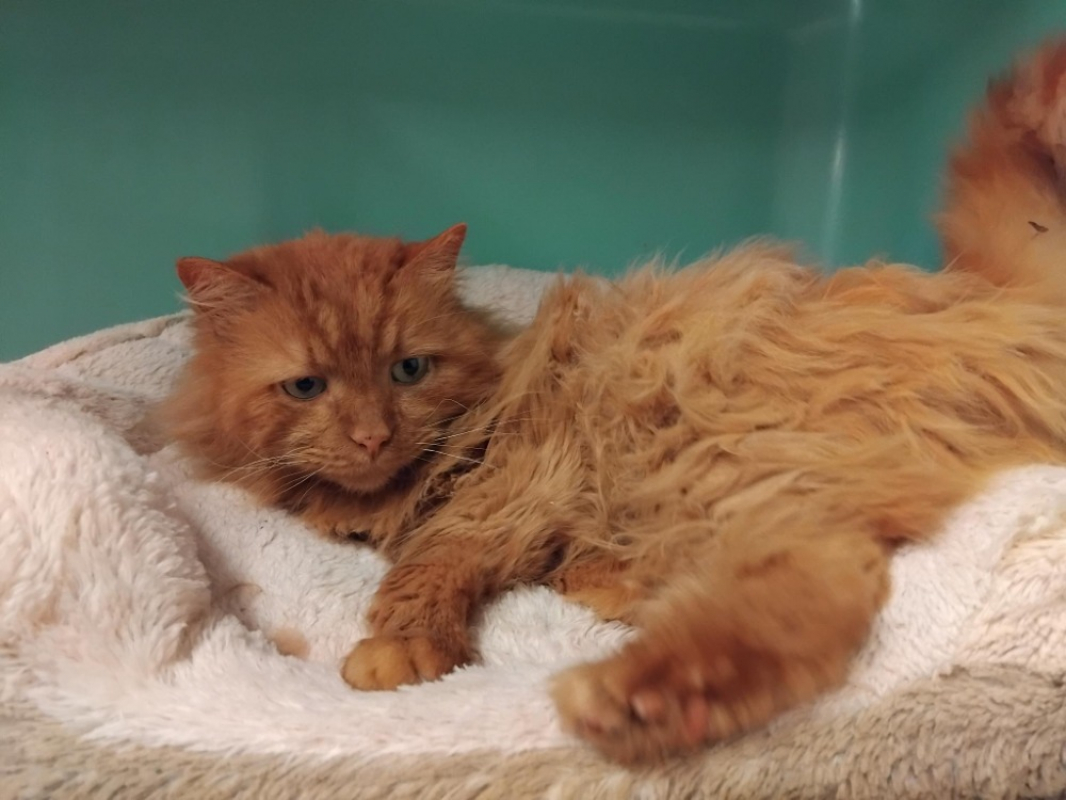 Photo #1 de Briochon