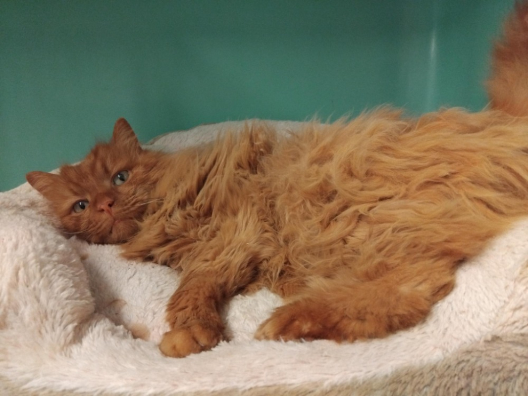 Photo #2 de Briochon