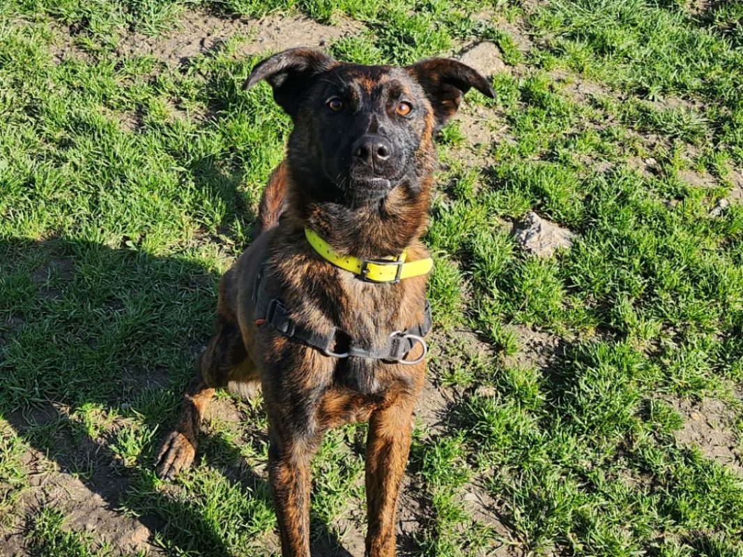 Rex - Chien Berger Hollandais à adopter - photo 3
