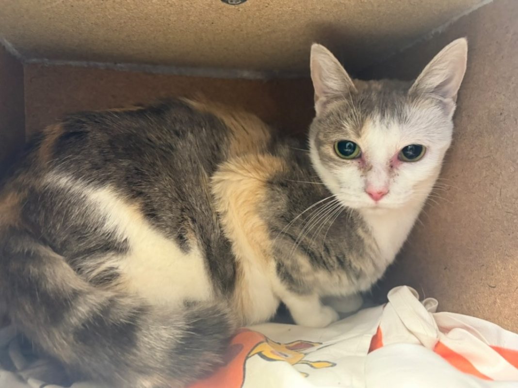 Vénus - Chat Européen à adopter
