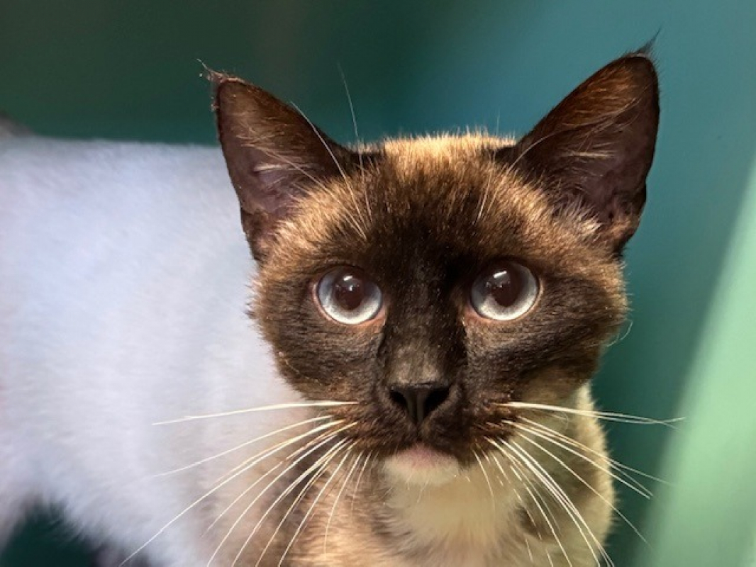 Photo #1 de Bubblegum