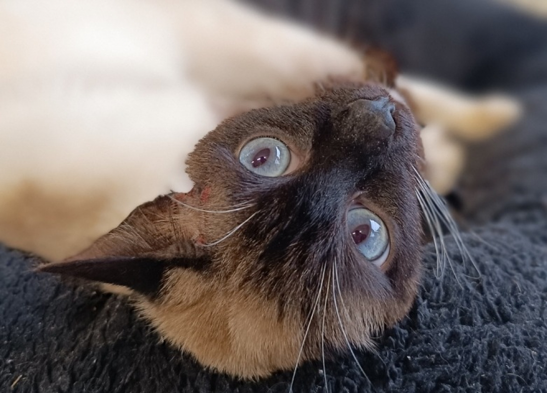 Photo #2 de Bubblegum