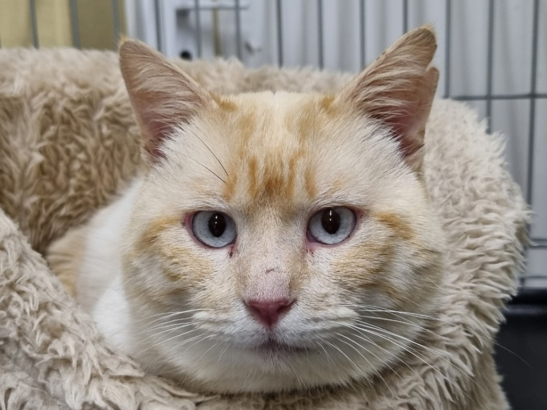 Photo #3 de Tuttifrutti