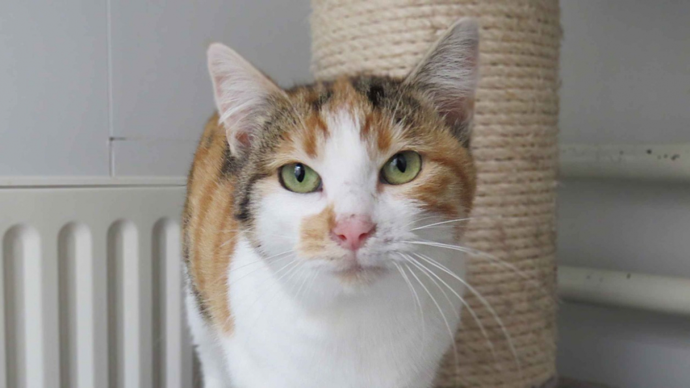 Photo #1 de Mignonne