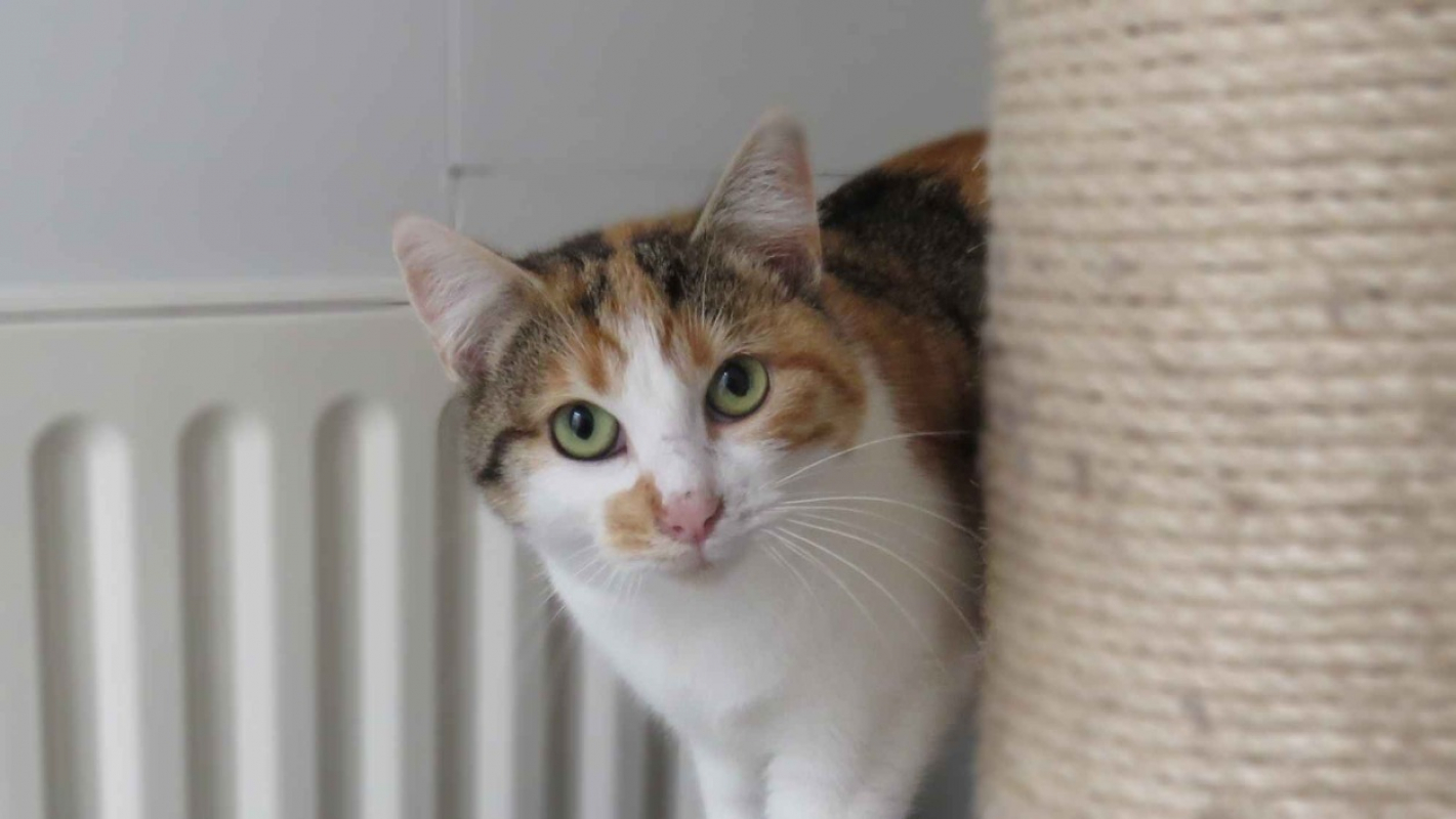 Photo #2 de Mignonne