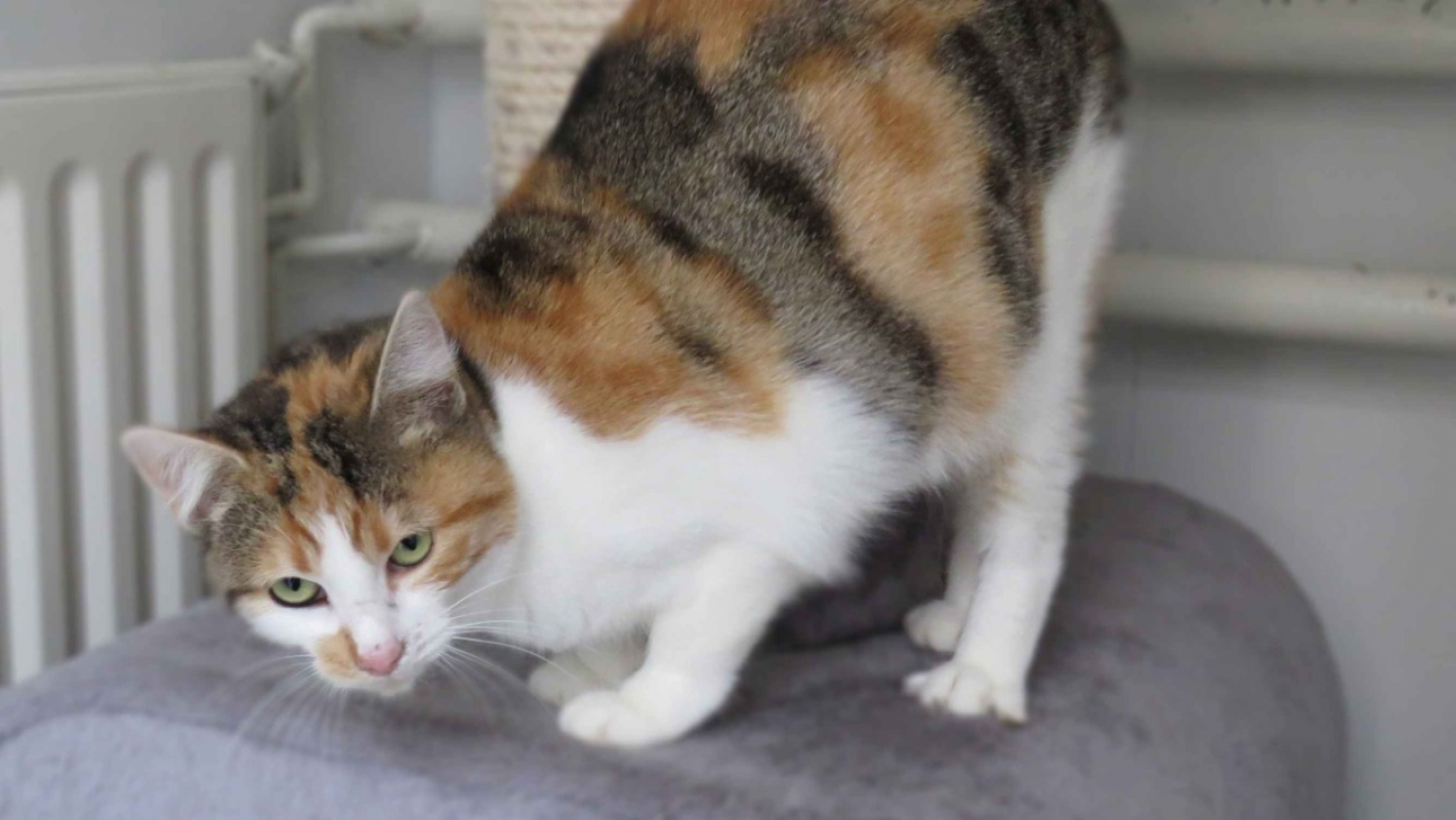 Photo #3 de Mignonne