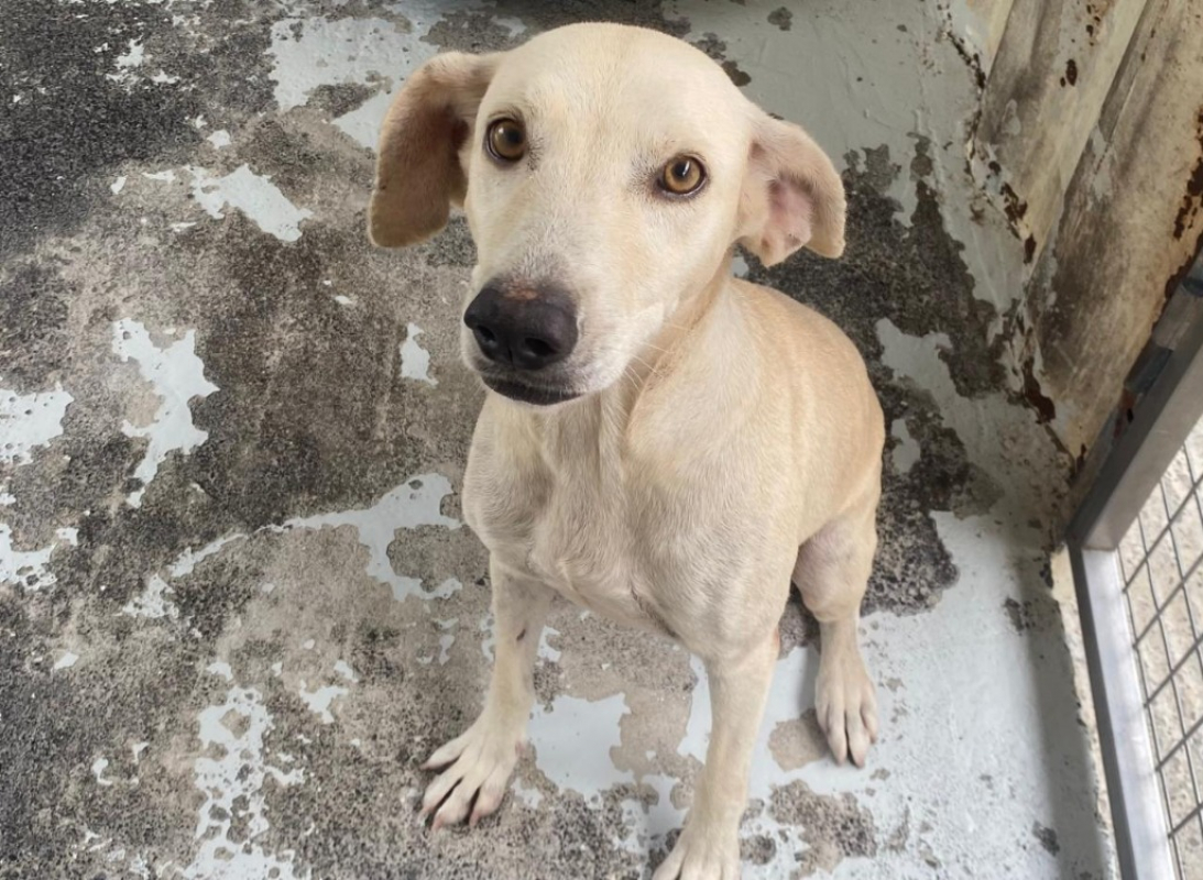 Photo #1 de Shameless