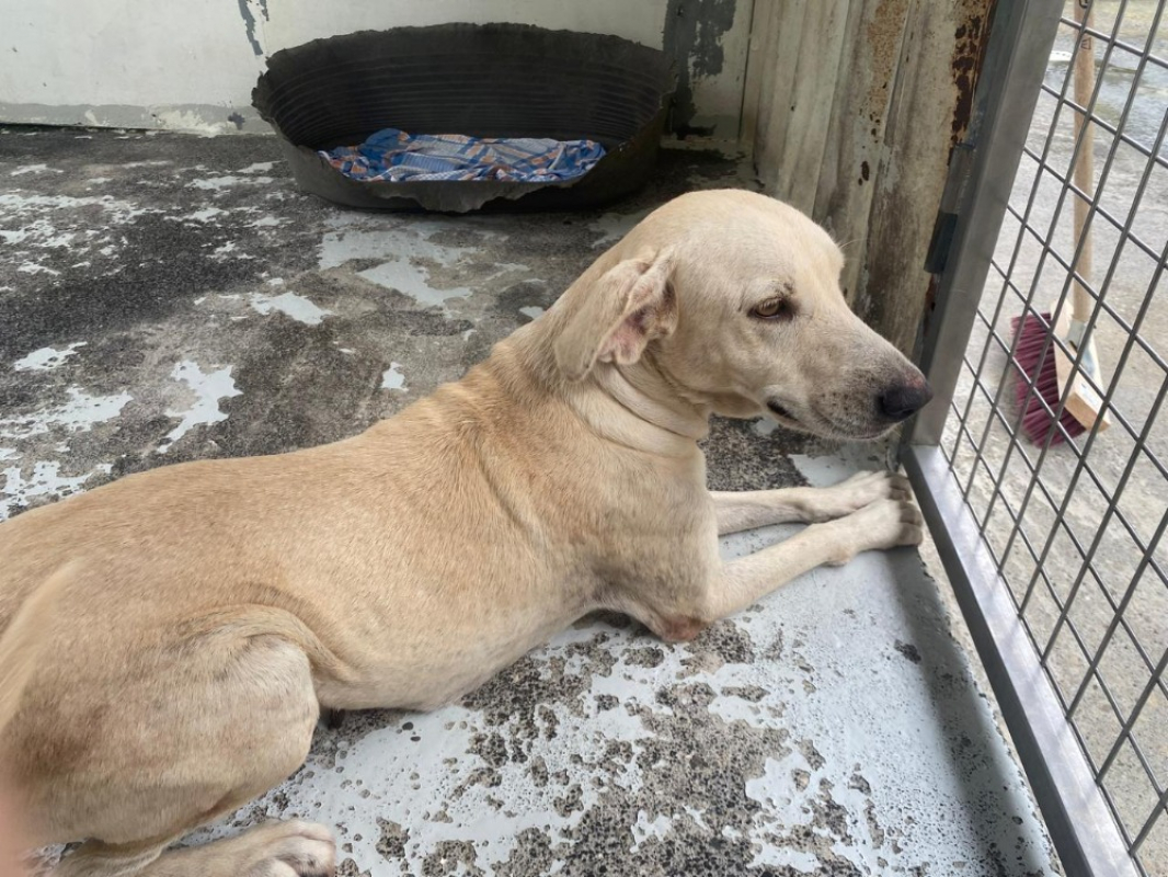 Photo #2 de Shameless