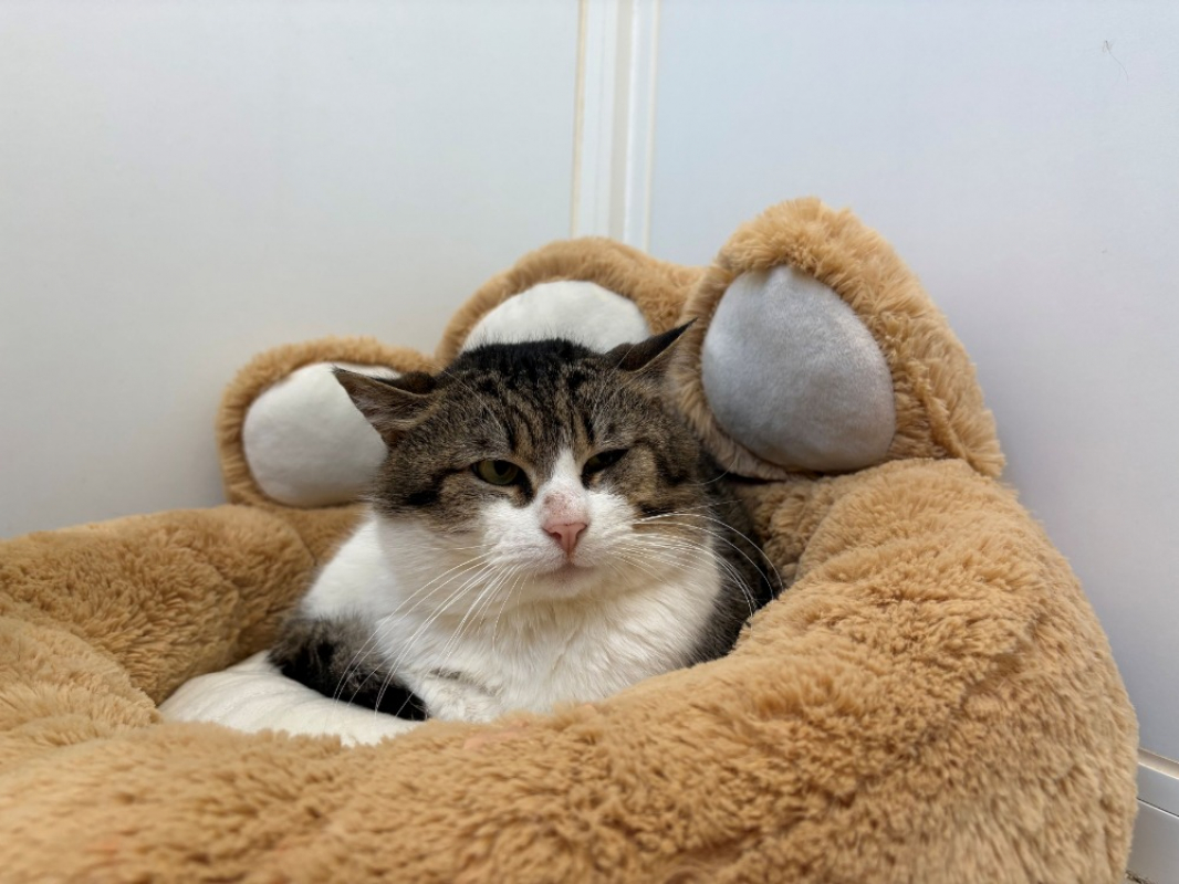 Tigrou - Chat Européen à adopter