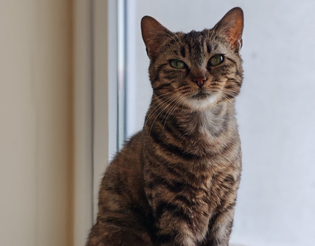 Photo de Chatbada