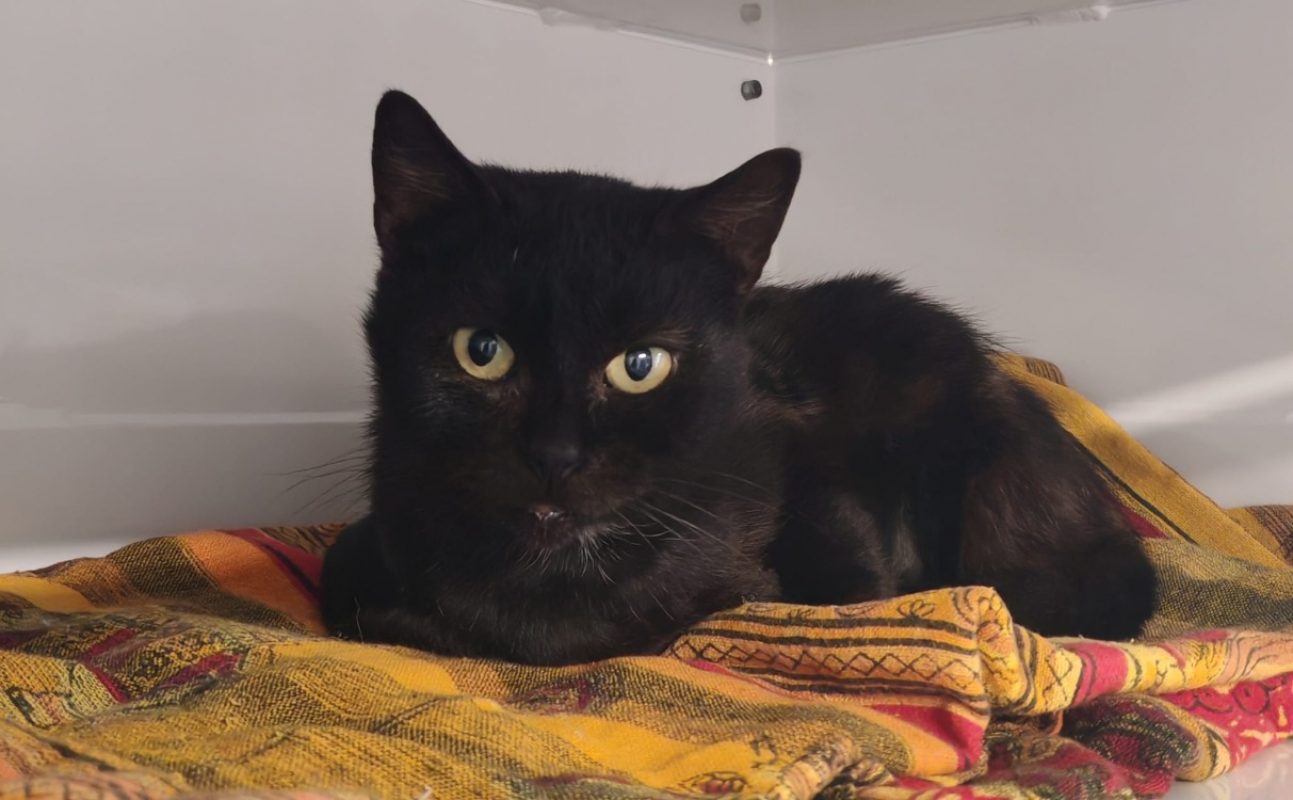 Pinkvellir - Chat Européen à adopter