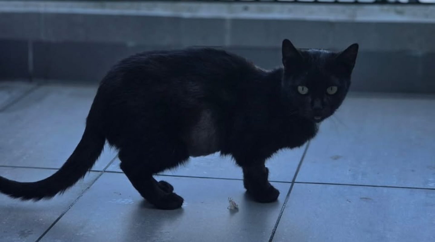 Pinkvellir - Chat Européen à adopter - photo 2