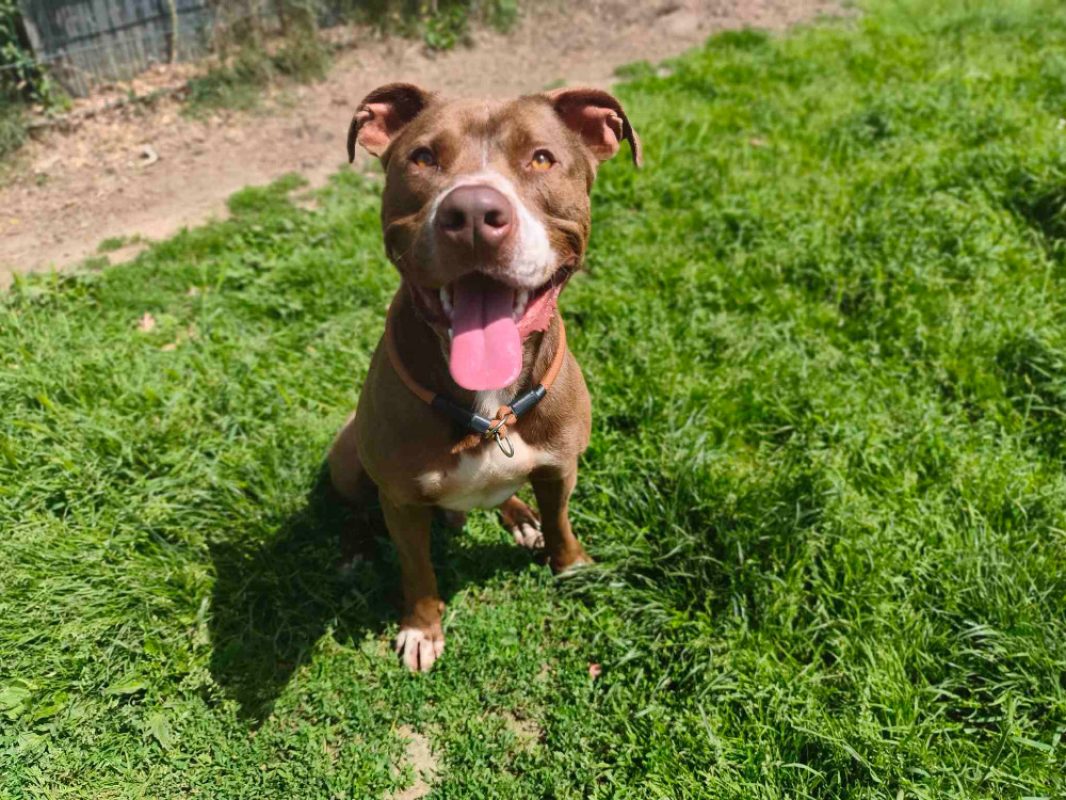Ryuk - Chien Bouledogue Américain à adopter