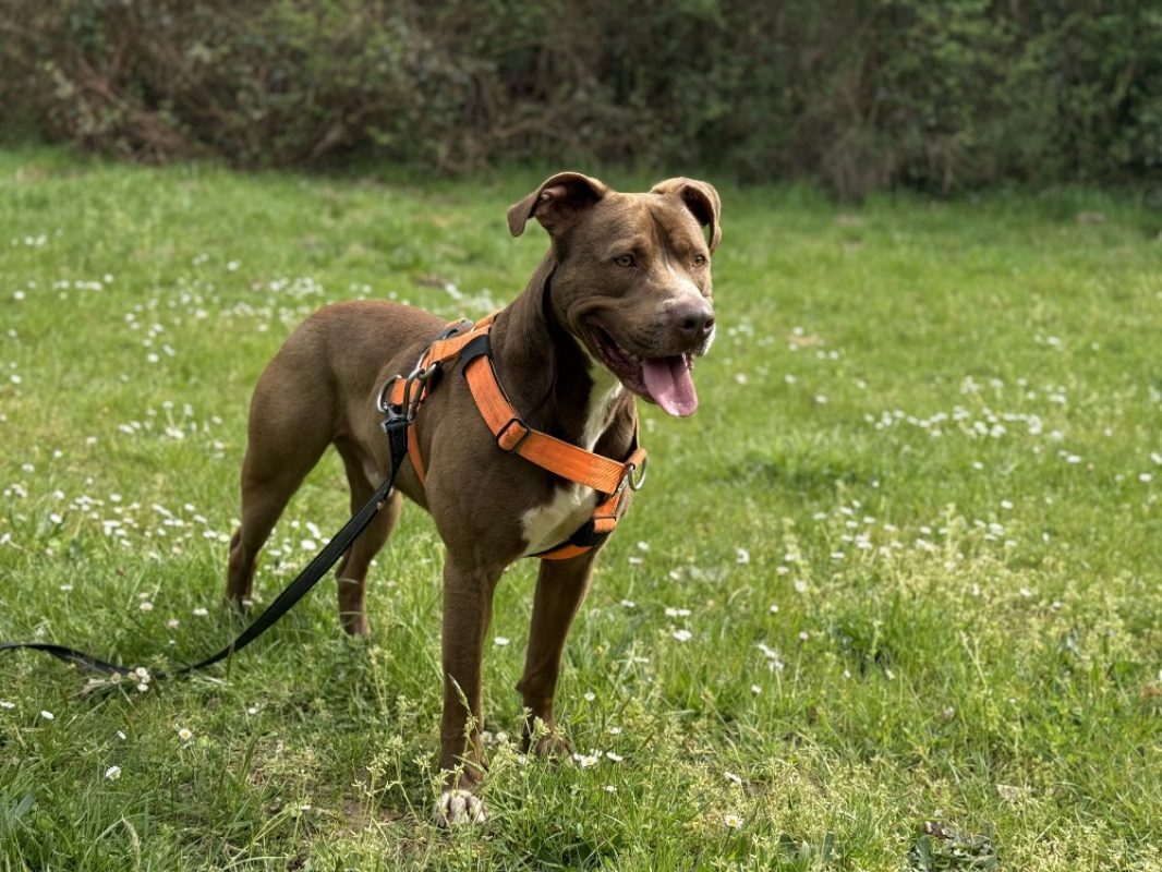 Ryuk - Chien Bouledogue Américain à adopter - photo 2