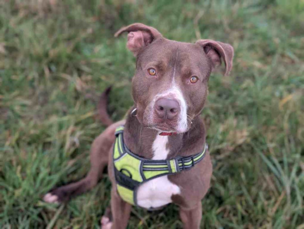 Ryuk - Chien Bouledogue Américain à adopter - photo 3