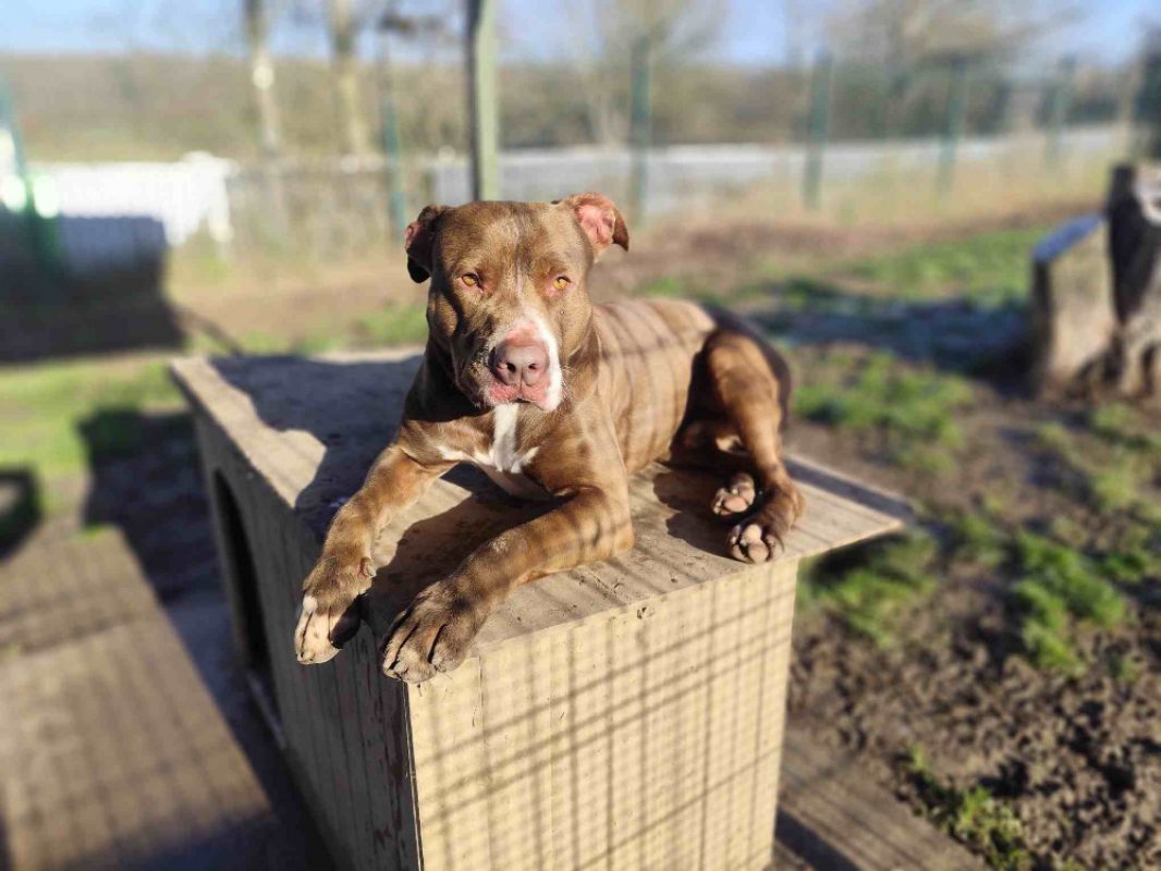 Ryuk - Chien Bouledogue Américain à adopter - photo 4