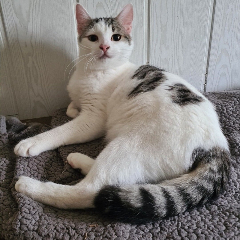 Photo de Smokey