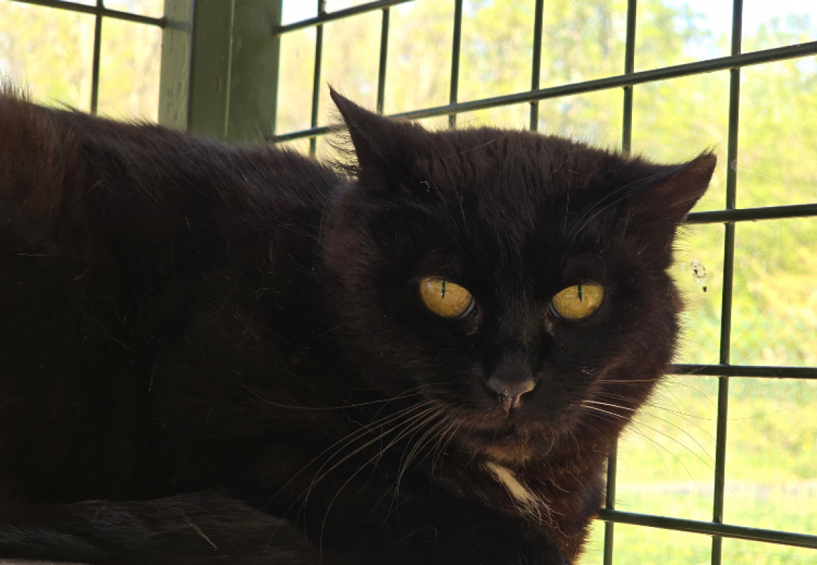 Photo #1 de Capucine