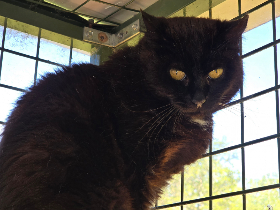 Photo #2 de Capucine