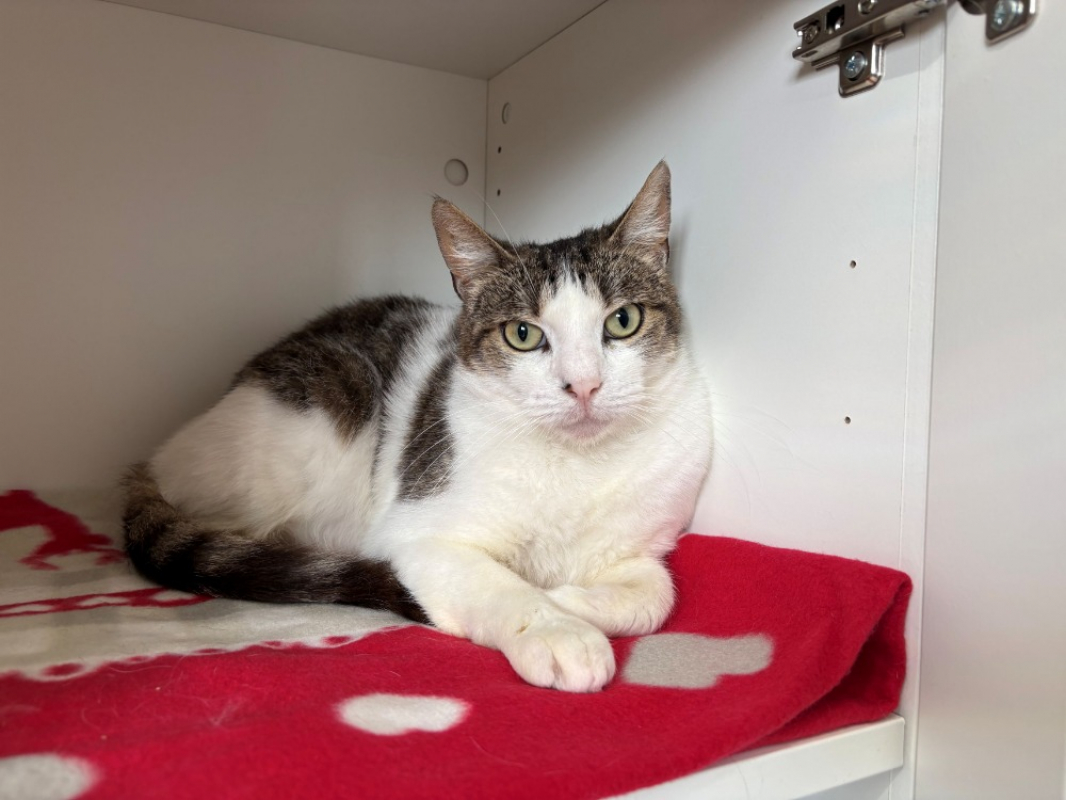 Tinou - Chat Européen à adopter