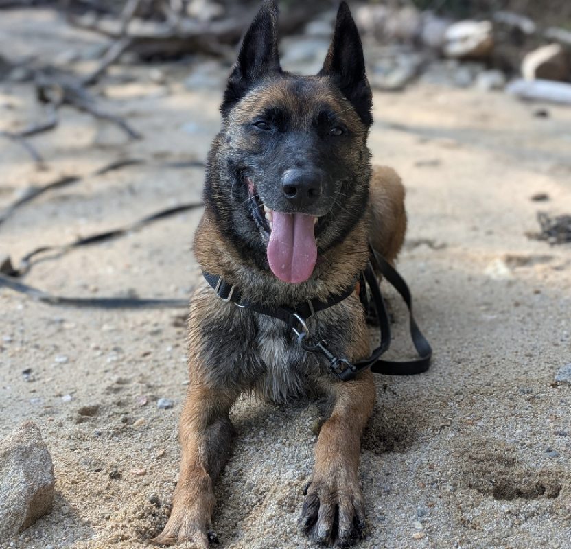 Raidz - Chien Berger Belge Malinois à adopter