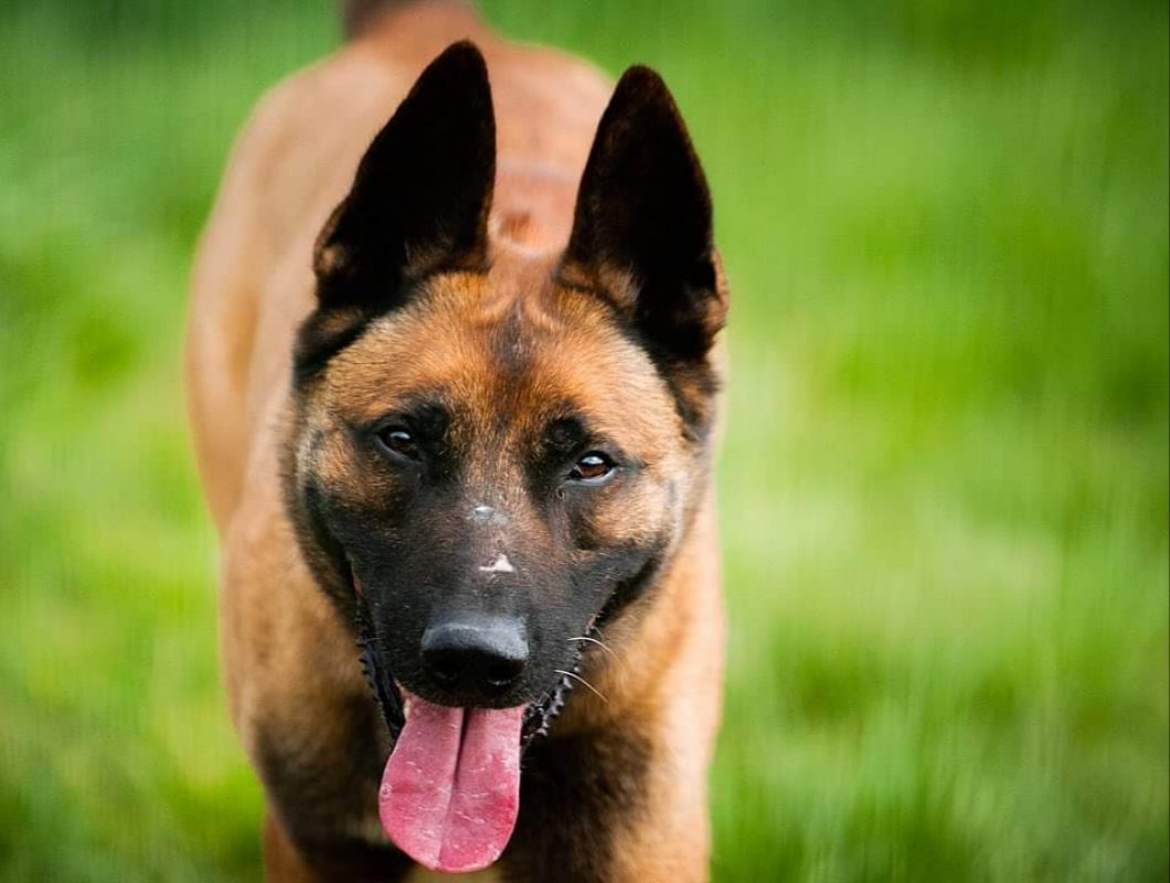 Raidz - Chien Berger Belge Malinois à adopter - photo 2