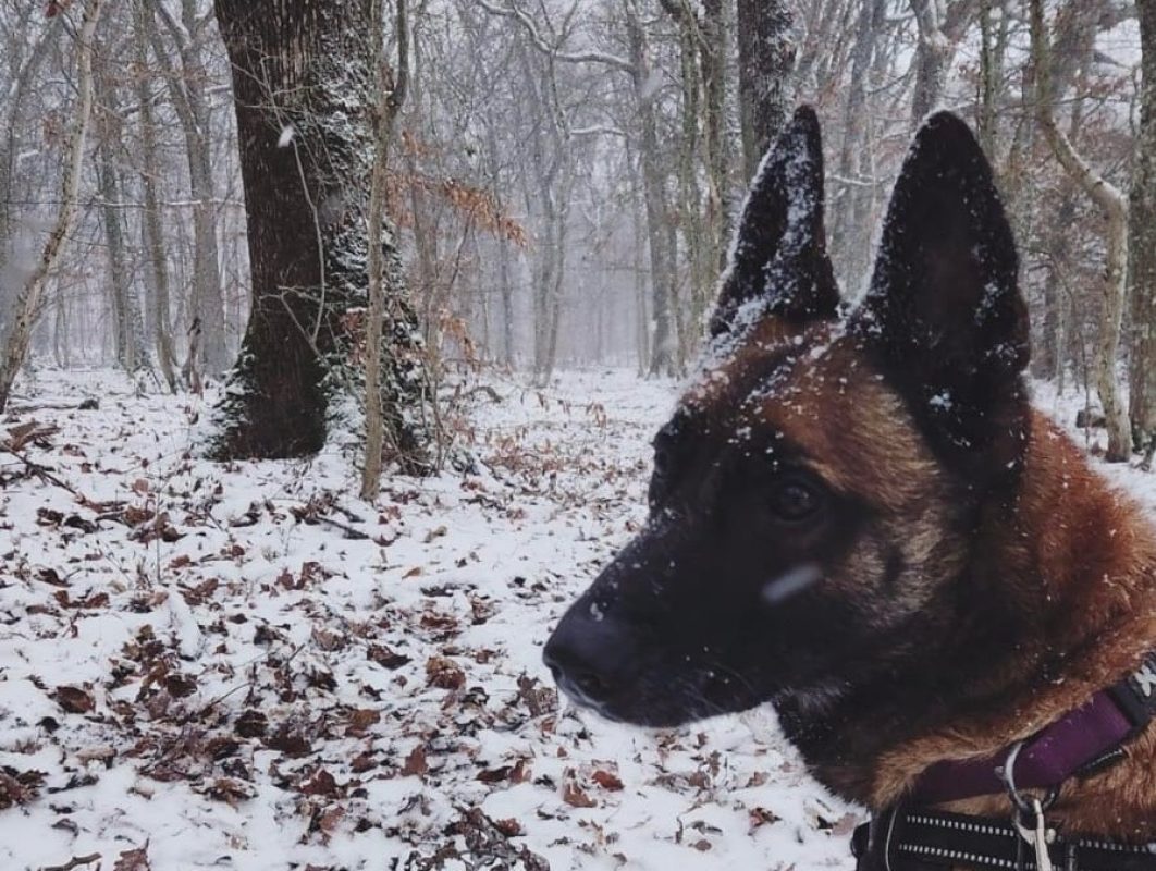 Raidz - Chien Berger Belge Malinois à adopter - photo 3