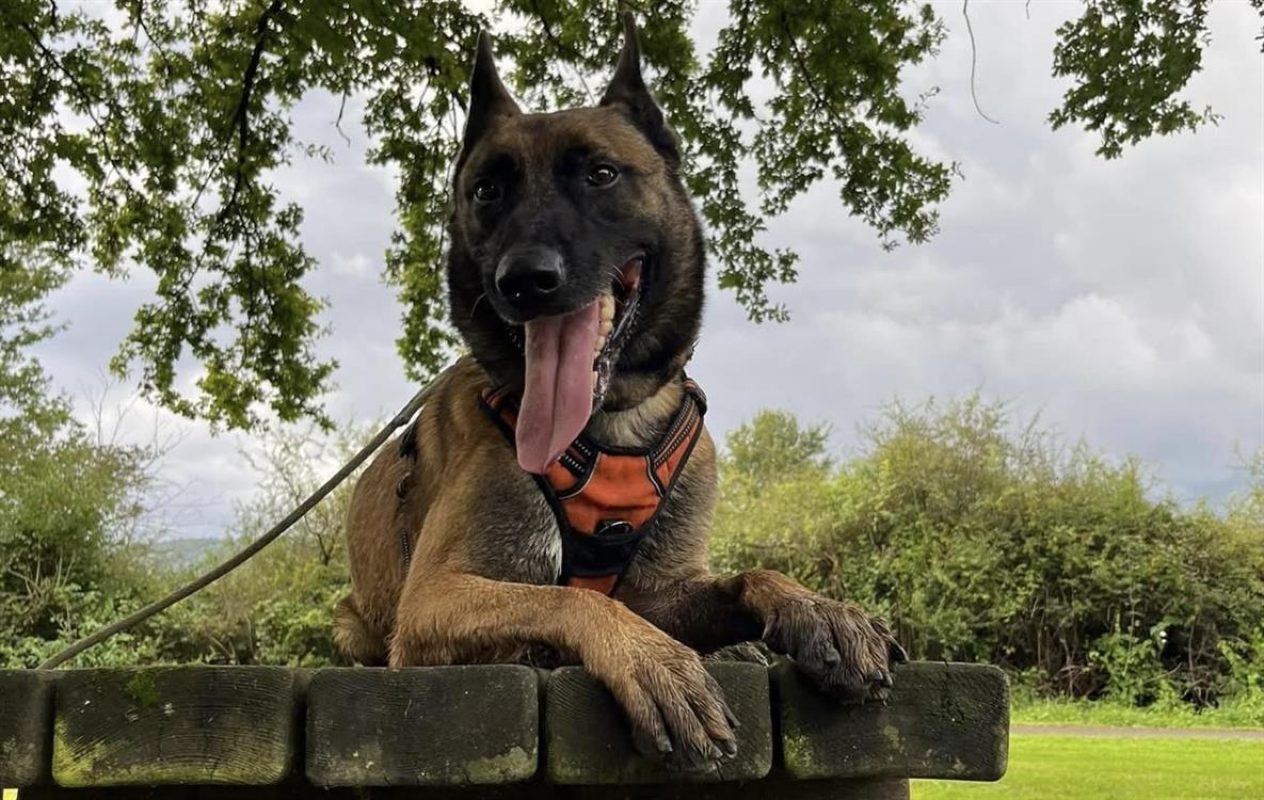 Raidz - Chien Berger Belge Malinois à adopter - photo 4