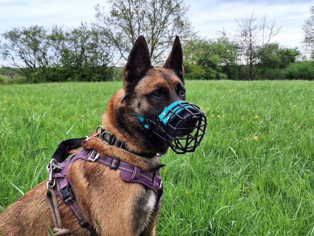 Raidz - Chien Berger Belge Malinois à adopter - photo 5