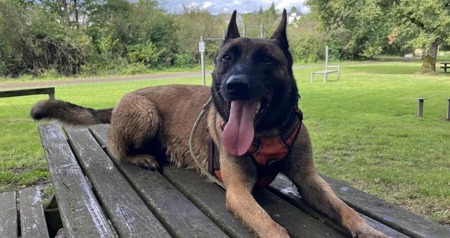Raidz - Chien Berger Belge Malinois à adopter - photo 6