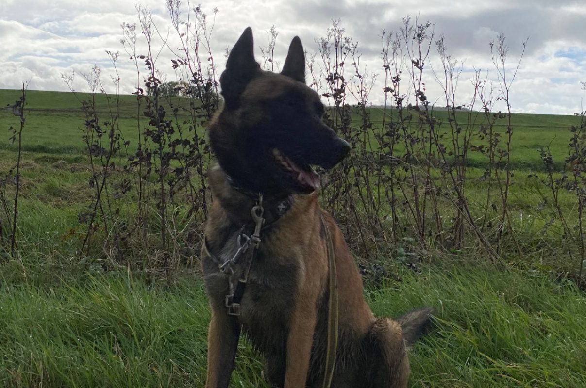 Raidz - Chien Berger Belge Malinois à adopter - photo 7