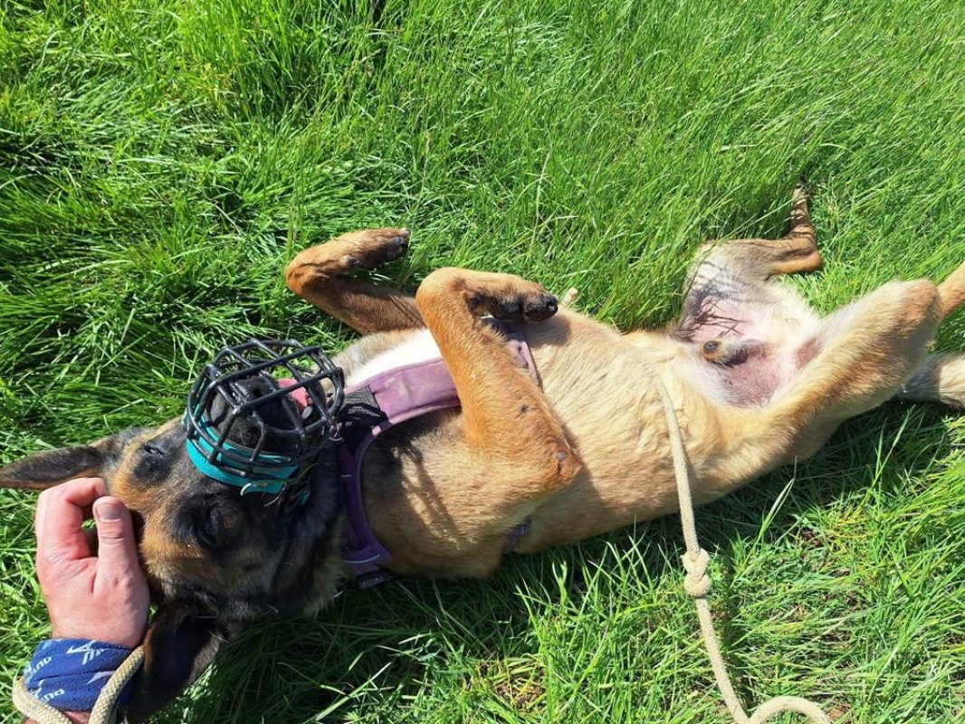 Raidz - Chien Berger Belge Malinois à adopter - photo 8