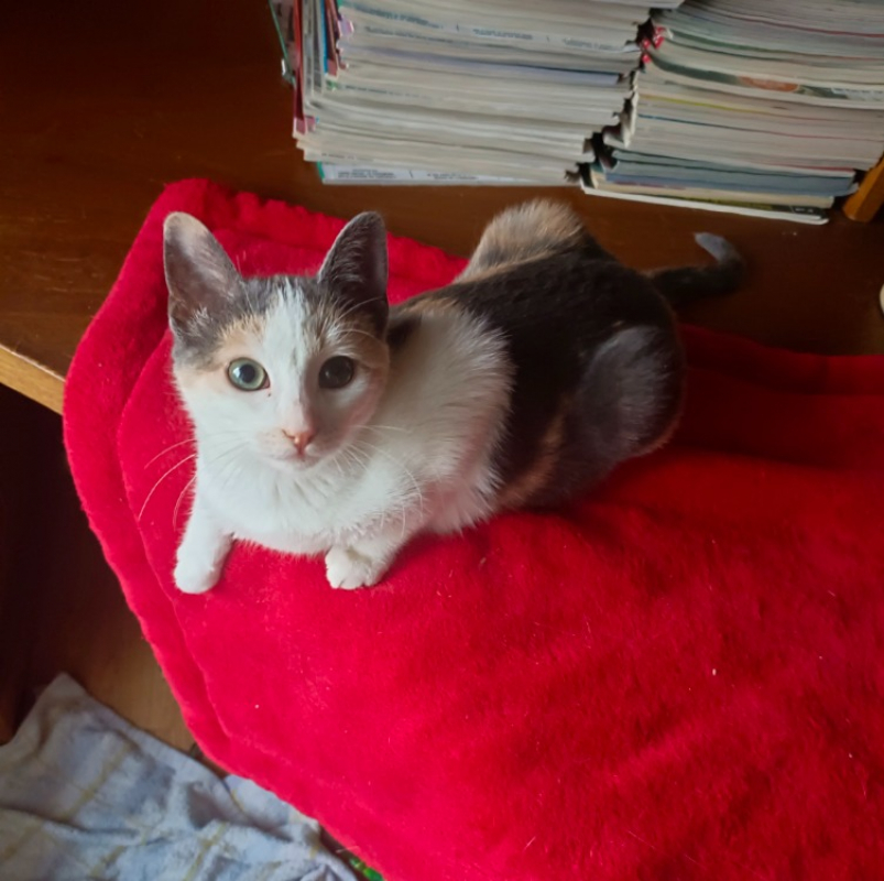 Photo #1 de Gribouille