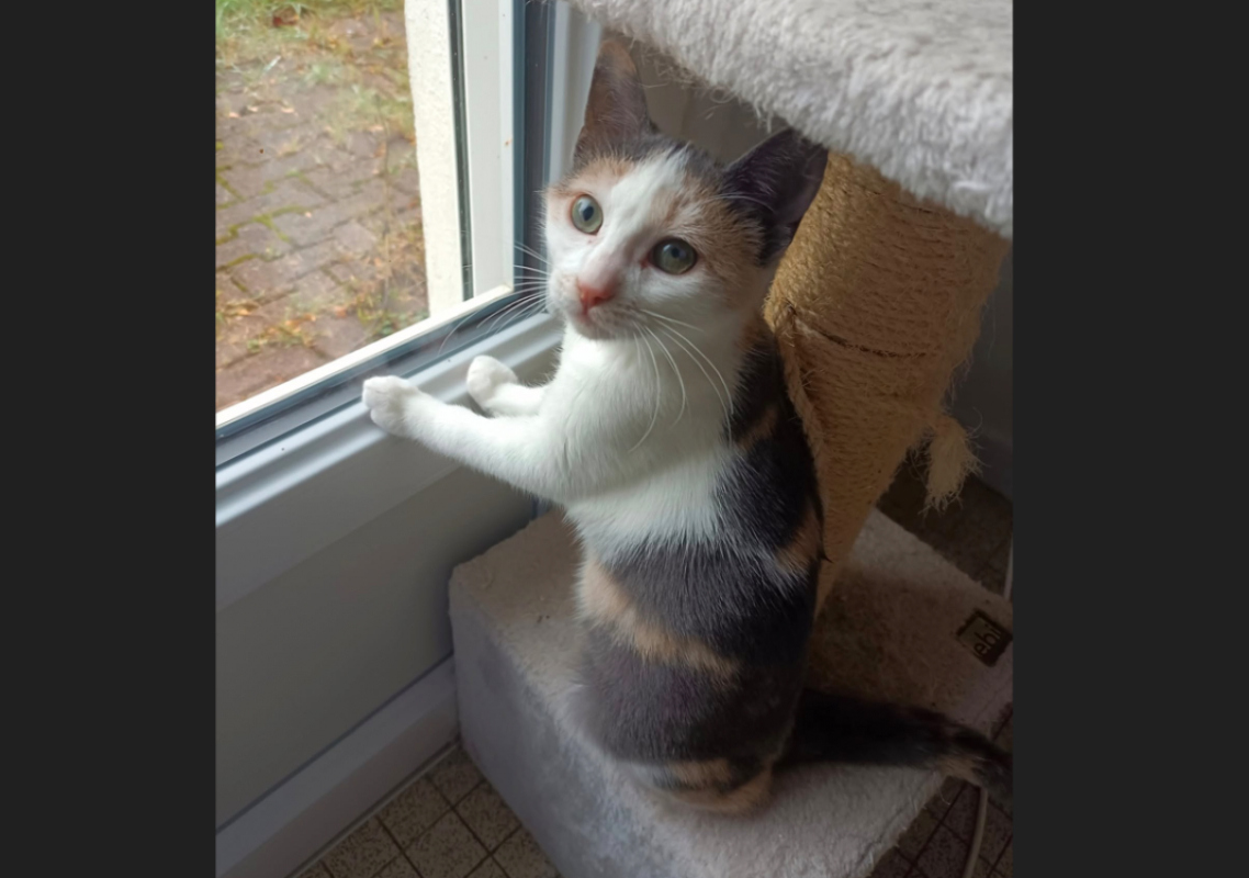 Photo #2 de Gribouille