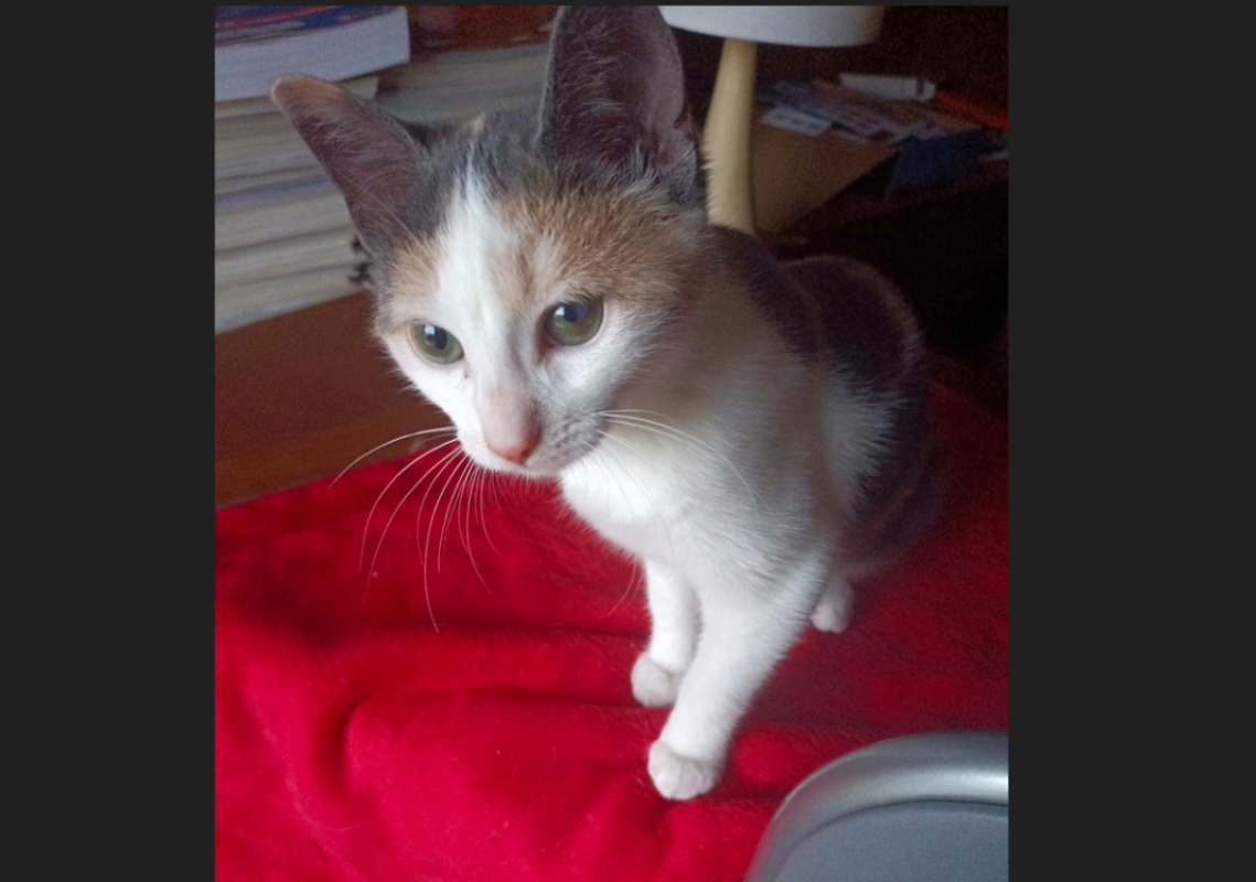 Photo #3 de Gribouille